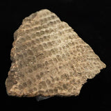 Japanese Natural Jomon Earthenware 59mm Artifact Shard 29.0g (ID:13327)