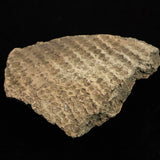 Japanese Natural Jomon Earthenware 59mm Artifact Shard 29.0g (ID:13327)
