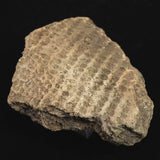 Japanese Natural Jomon Earthenware 59mm Artifact Shard 29.0g (ID:13327)
