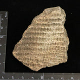 Japanese Natural Jomon Earthenware 59mm Artifact Shard 29.0g (ID:13327)