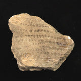 Japanese Natural Jomon Earthenware 59mm Artifact Shard 29.0g (ID:13327)