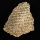Japanese Natural Jomon Earthenware 59mm Artifact Shard 29.0g (ID:13327)
