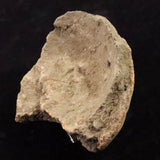 Japanese Natural Jomon Earthenware 81mm Artifact Shard 91.9g (ID:14736)