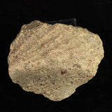 Japanese Natural Jomon Earthenware 50mm Artifact Shard 29.4g (ID:17281)