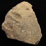 Japanese Natural Jomon Earthenware 76mm Artifact Shard 32.9g (ID:34359)