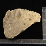 Japanese Natural Jomon Earthenware 76mm Artifact Shard 32.9g (ID:34359)