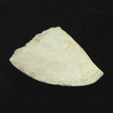 Japanese Natural Polished Stone 43mm Lithic Artifact 18.5g (ID:42709)