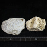 Japanese Natural Chalcedony Set of 2 Rough Stones 70.3g (ID:46166)