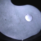 Natural Itoigawa Jadeite Light Green 21mm Magatama 4.29g with Certificate (ID:58043)