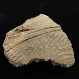 Japanese Natural Jomon Earthenware 81mm Artifact Shard 61.8g (ID:68853)