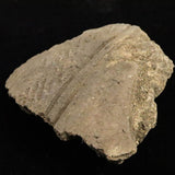 Japanese Natural Jomon Earthenware 81mm Artifact Shard 61.8g (ID:68853)