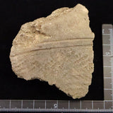 Japanese Natural Jomon Earthenware 81mm Artifact Shard 61.8g (ID:68853)