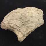 Japanese Natural Jomon Earthenware 67mm Artifact Shard 28.9g (ID:70167)