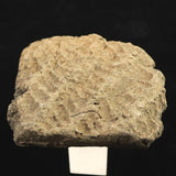 Japanese Natural Jomon Earthenware 52mm Artifact Shard 42.6g (ID:76054)