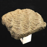 Japanese Natural Jomon Earthenware 52mm Artifact Shard 42.6g (ID:76054)