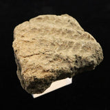 Japanese Natural Jomon Earthenware 52mm Artifact Shard 42.6g (ID:76054)