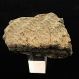Japanese Natural Jomon Earthenware 52mm Artifact Shard 42.6g (ID:76054)