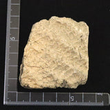 Japanese Natural Jomon Earthenware 52mm Artifact Shard 42.6g (ID:76054)