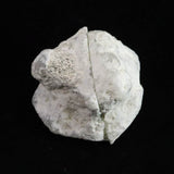 Japanese Natural Agate Grade AA Grade A Rough Stone Single-Sided Polished Pair 77.6g (ID:83979)