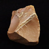 Japanese Natural Horokanai Town Petrified Wood Petrified Wood 45mm Rough Stone 73.6g (ID:88179)
