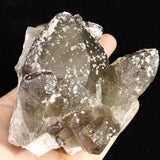 Japanese Natural Smoky Quartz Crystal Cluster Rough Stone 565g (ID:90436)